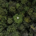 drones-help-solve-the-forest-carbon-capture-riddle-in-thailand