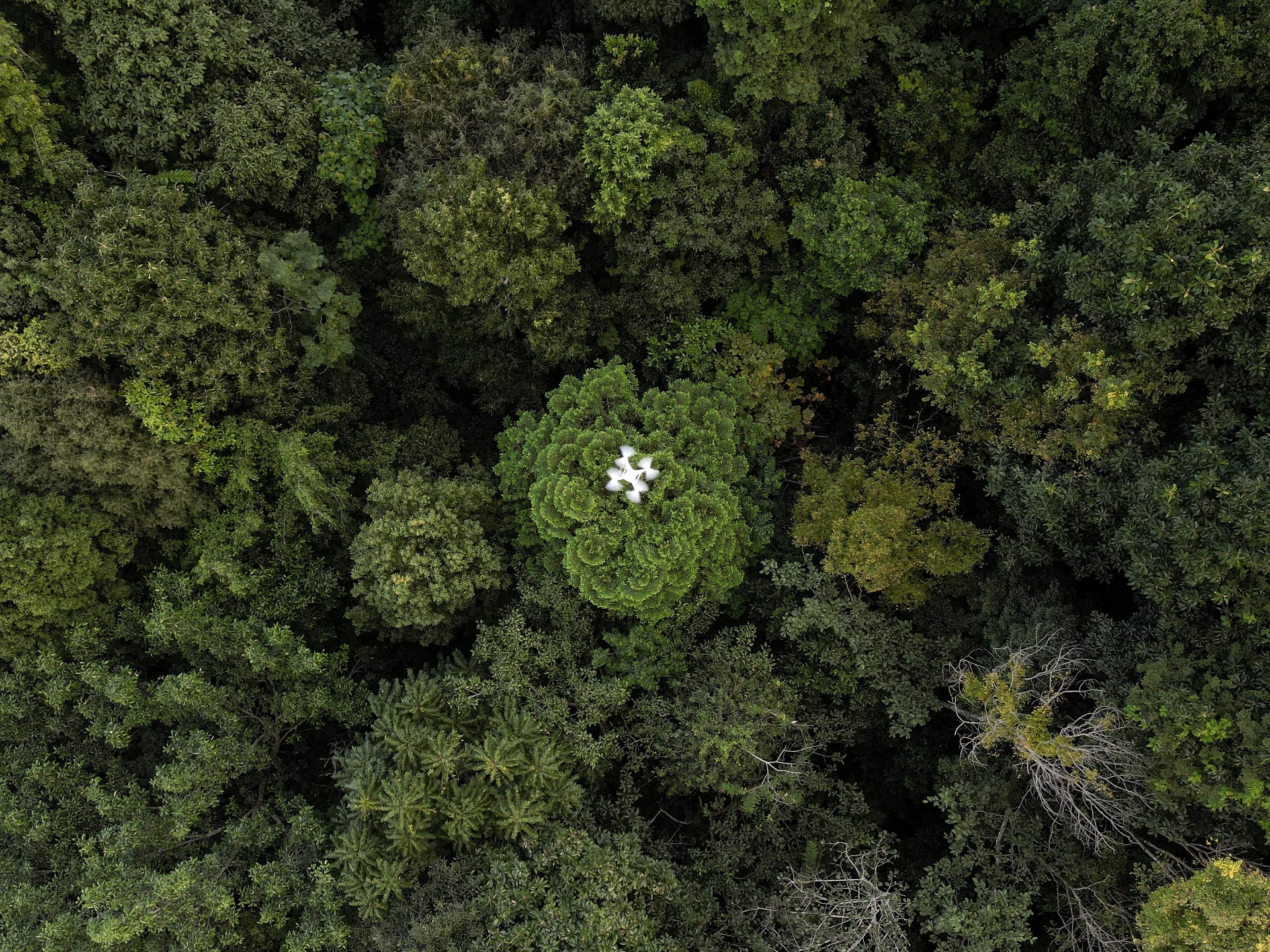 drones-help-solve-the-forest-carbon-capture-riddle-in-thailand
