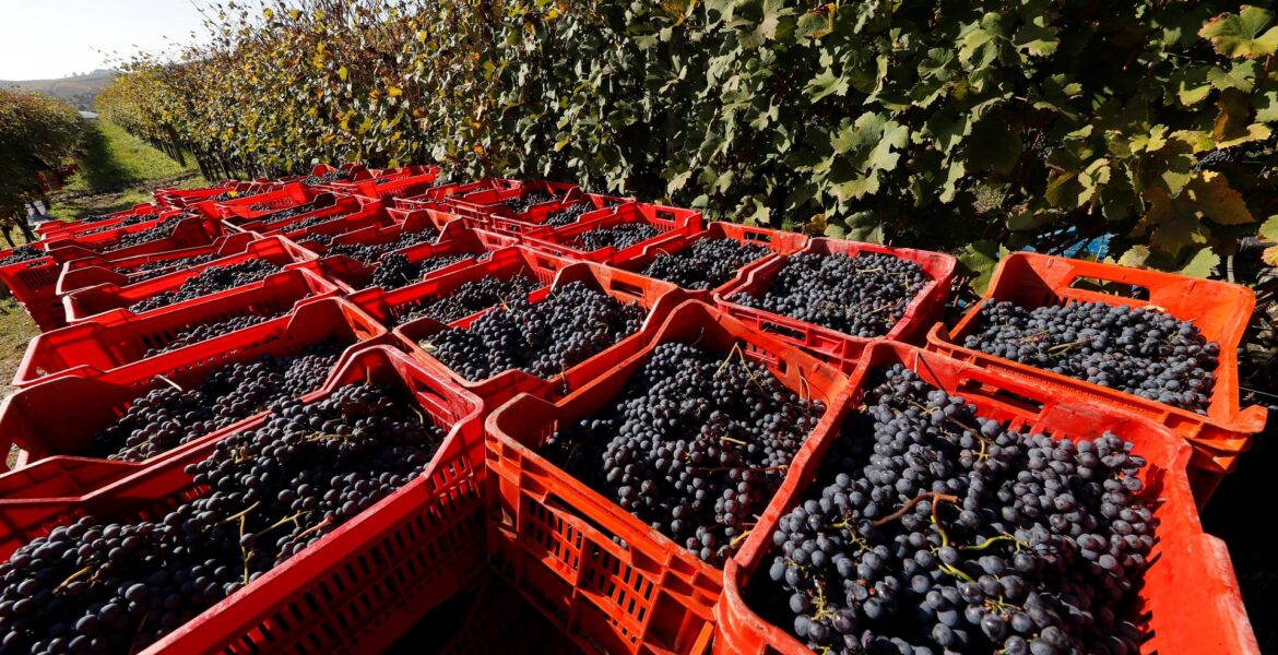 migrant-workers-exploited,-abused-in-italy’s-prized-fine-wine-vineyards