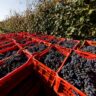 migrant-workers-exploited,-abused-in-italy’s-prized-fine-wine-vineyards