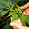 germany-legalises-cannabis-possession-for-personal-use-from-april