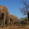 botswana-threatens-to-send-20,000-elephants-to-germany