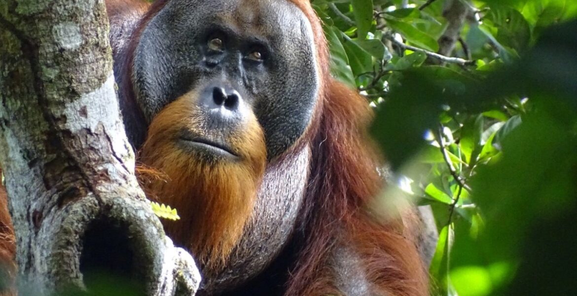 orangutan-seen-treating-wound-with-medicinal-plant-in-world-first