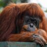 malaysia-plans-‘orangutan-diplomacy’-in-palm-oil-pitch
