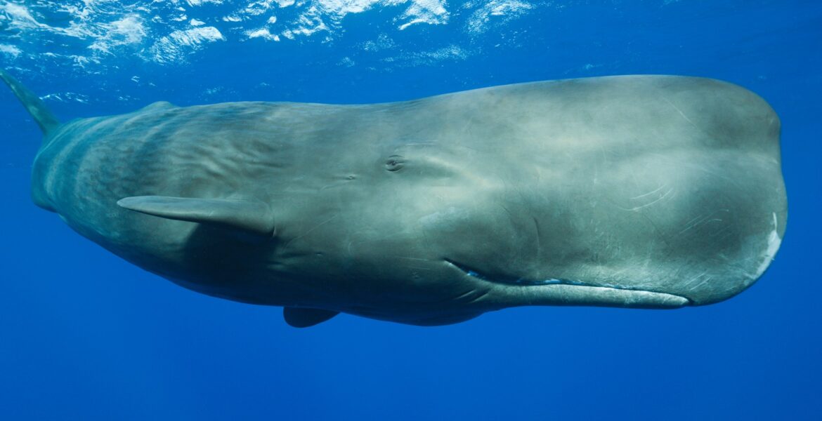 scientists-discover-sperm-whale-‘phonetic-alphabet’