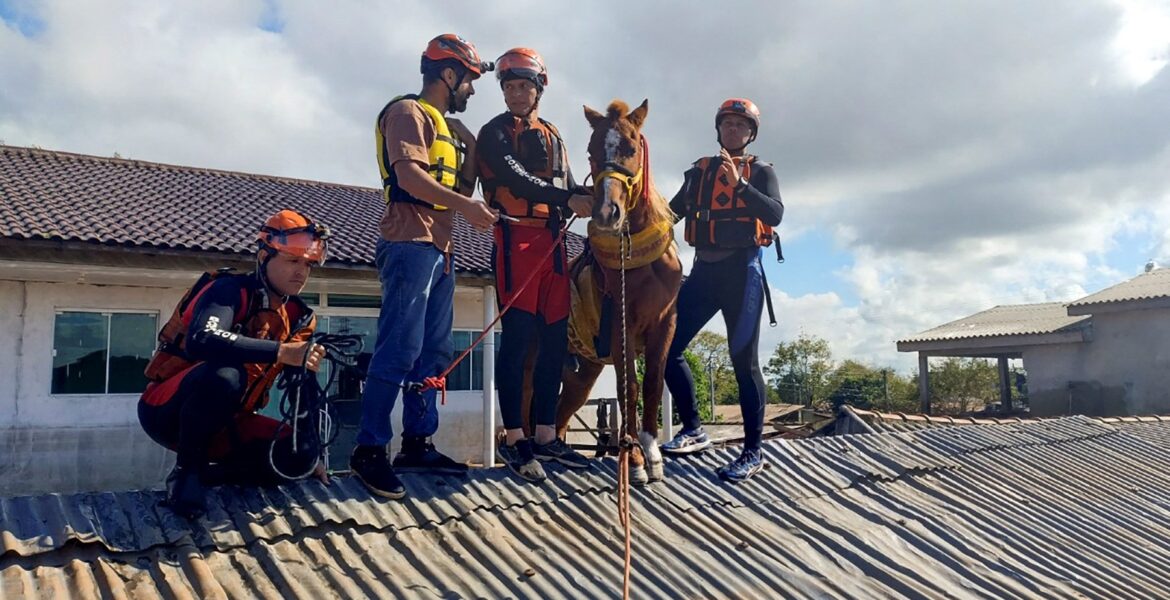 brazilian-horse-‘caramelo’-rescued-after-being-trapped-on-roof-by-floods