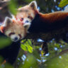 how-india-is-racing-against-time-to-save-the-endangered-red-panda