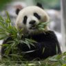 china-to-send-two-giant-pandas-to-washington,-dc,-zoo
