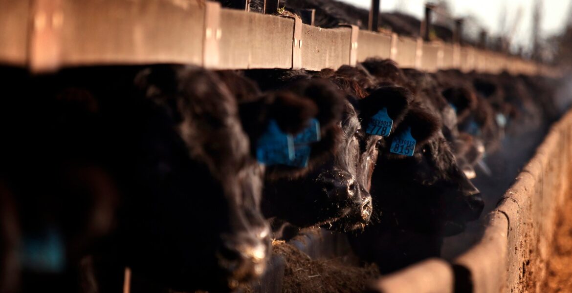 china-lifts-ban-on-australian-beef-exporters-in-the-latest-sign-of-thaw