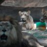 mexico-heatwave-killing-monkeys,-lions-offered-frozen-meat-lollies