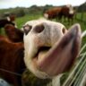 new-zealand-scraps-‘burp-tax’-on-livestock-after-backlash-from-farmers